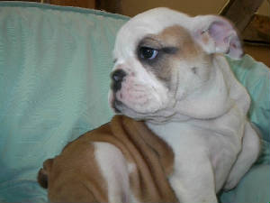 babybailey.jpg