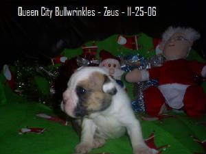 zeus25.jpg